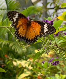 Monarch butterfly among greenery